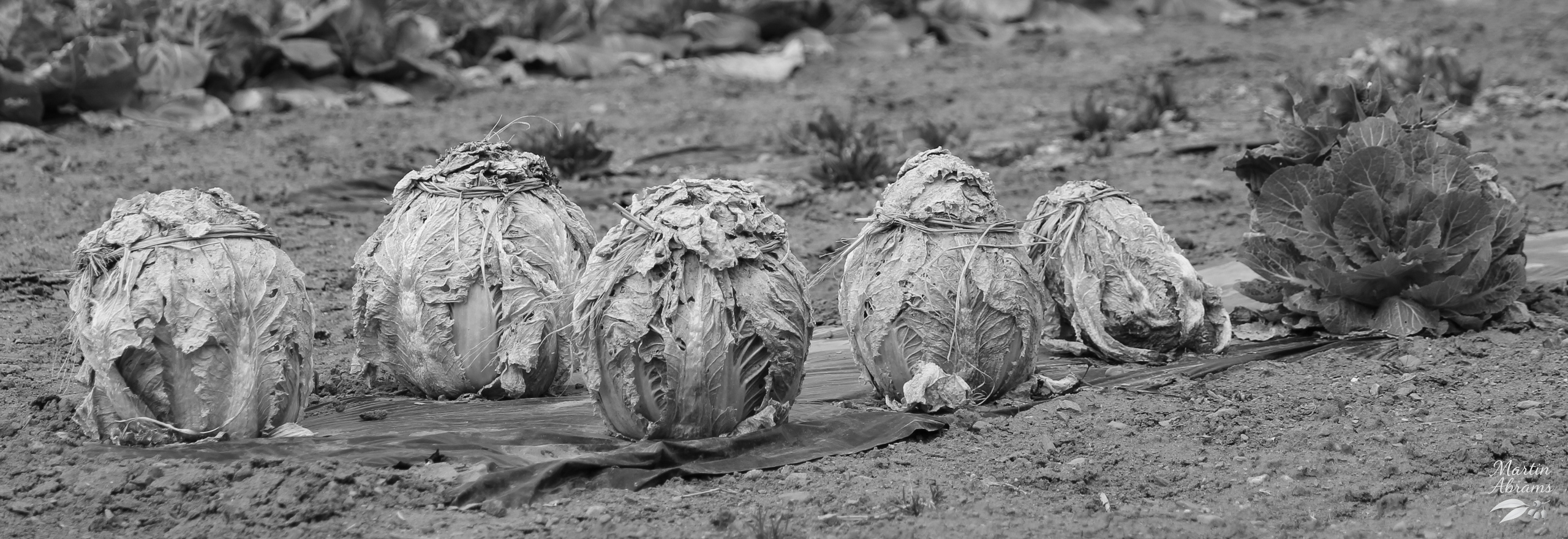 Street Cabbages across the street