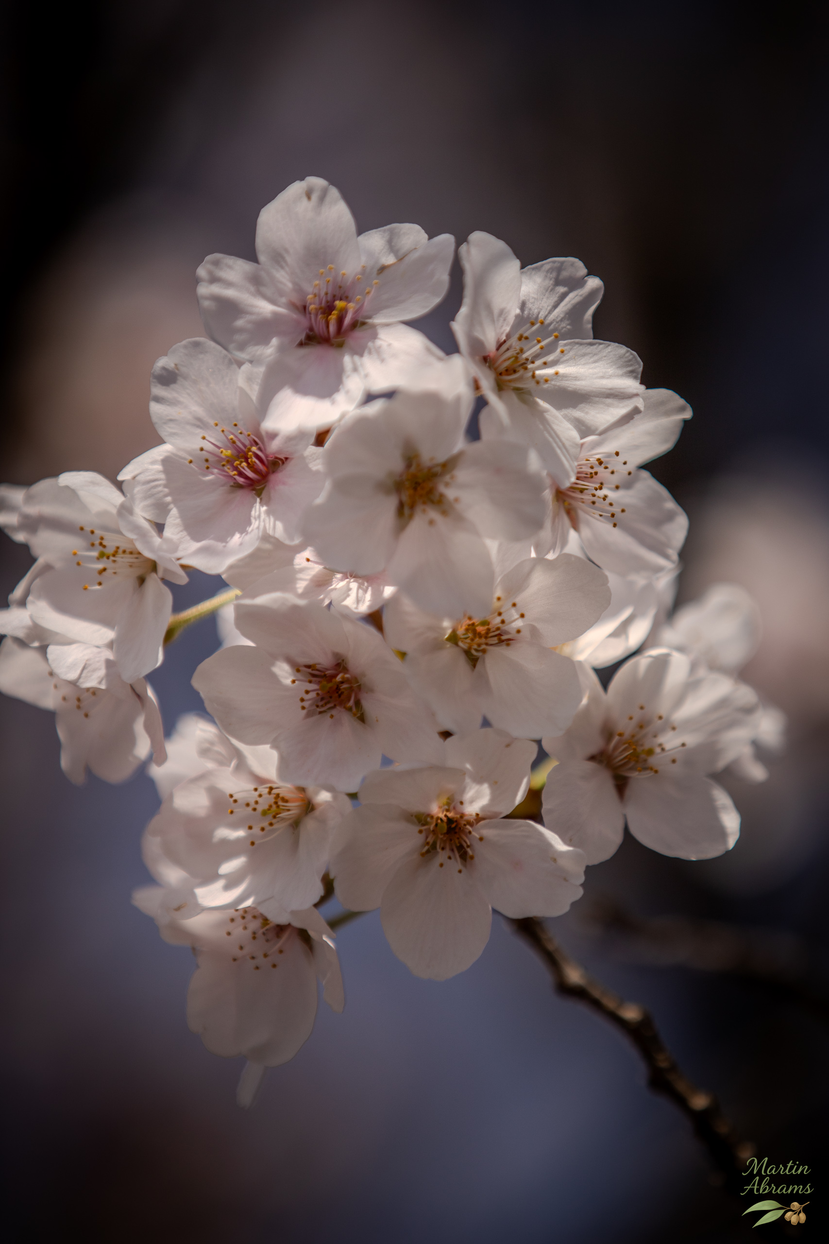 Flowers Sakura one stem