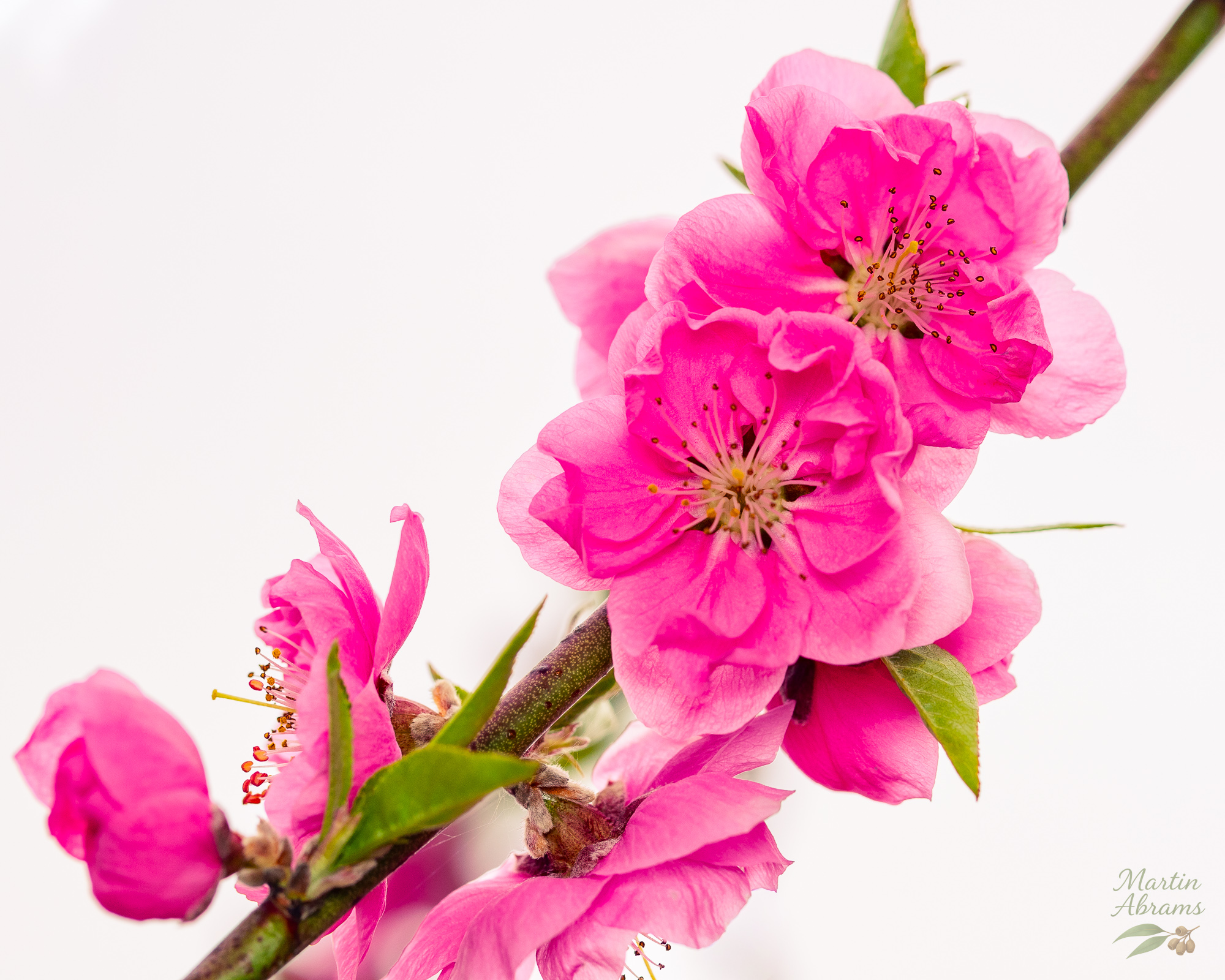 Pink diagonal white background