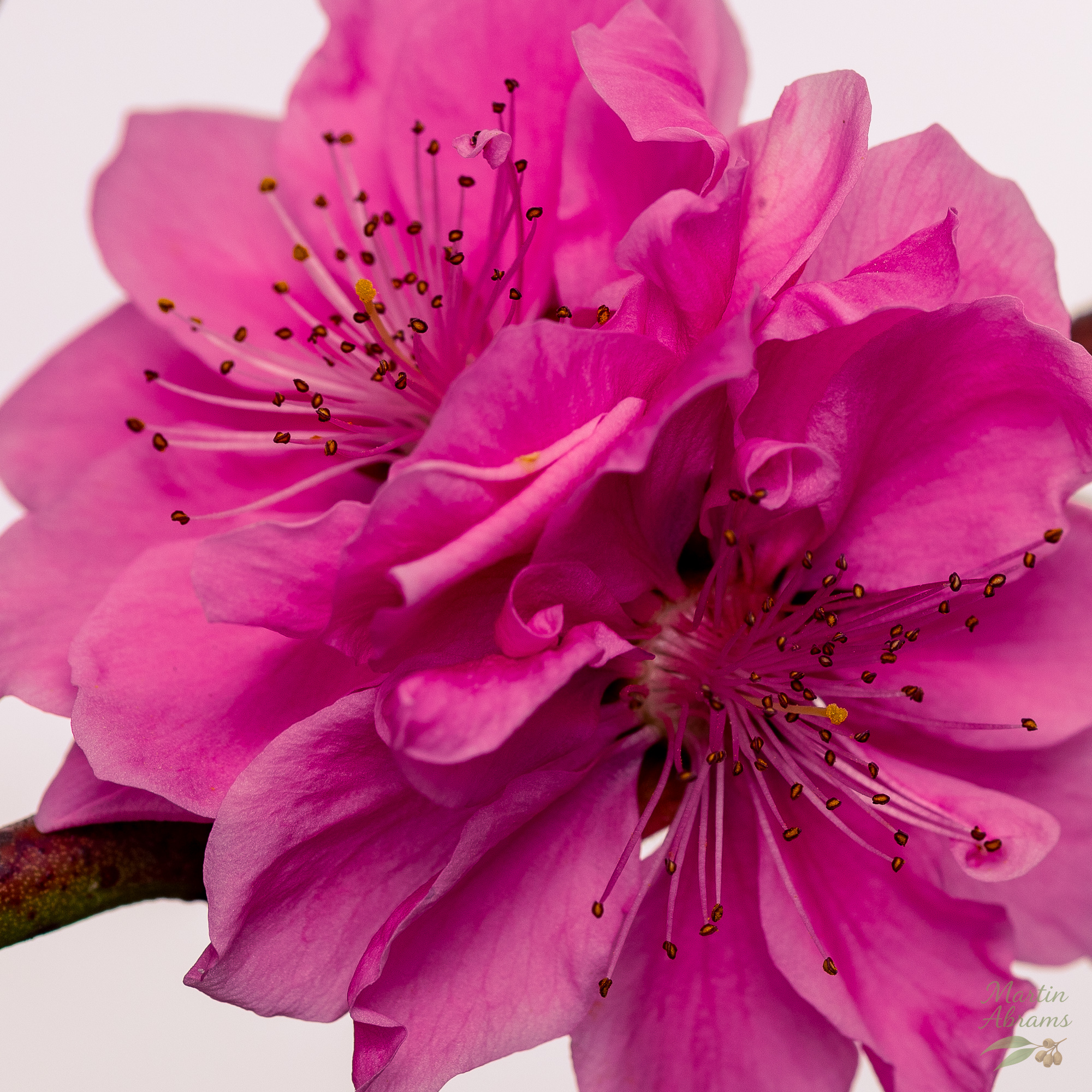 Two pink white background