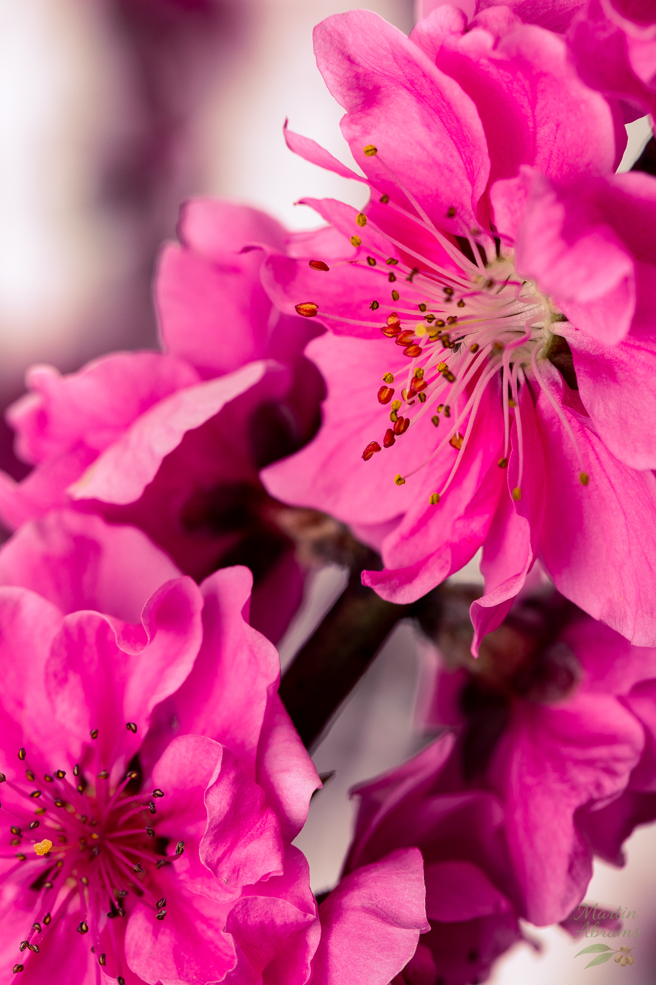 Many pink with flowers in the background