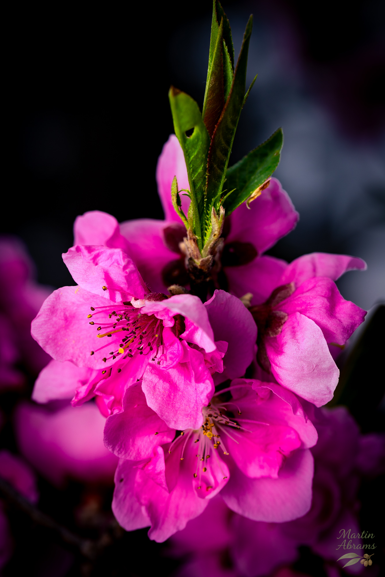 Many pink with flowers dark background