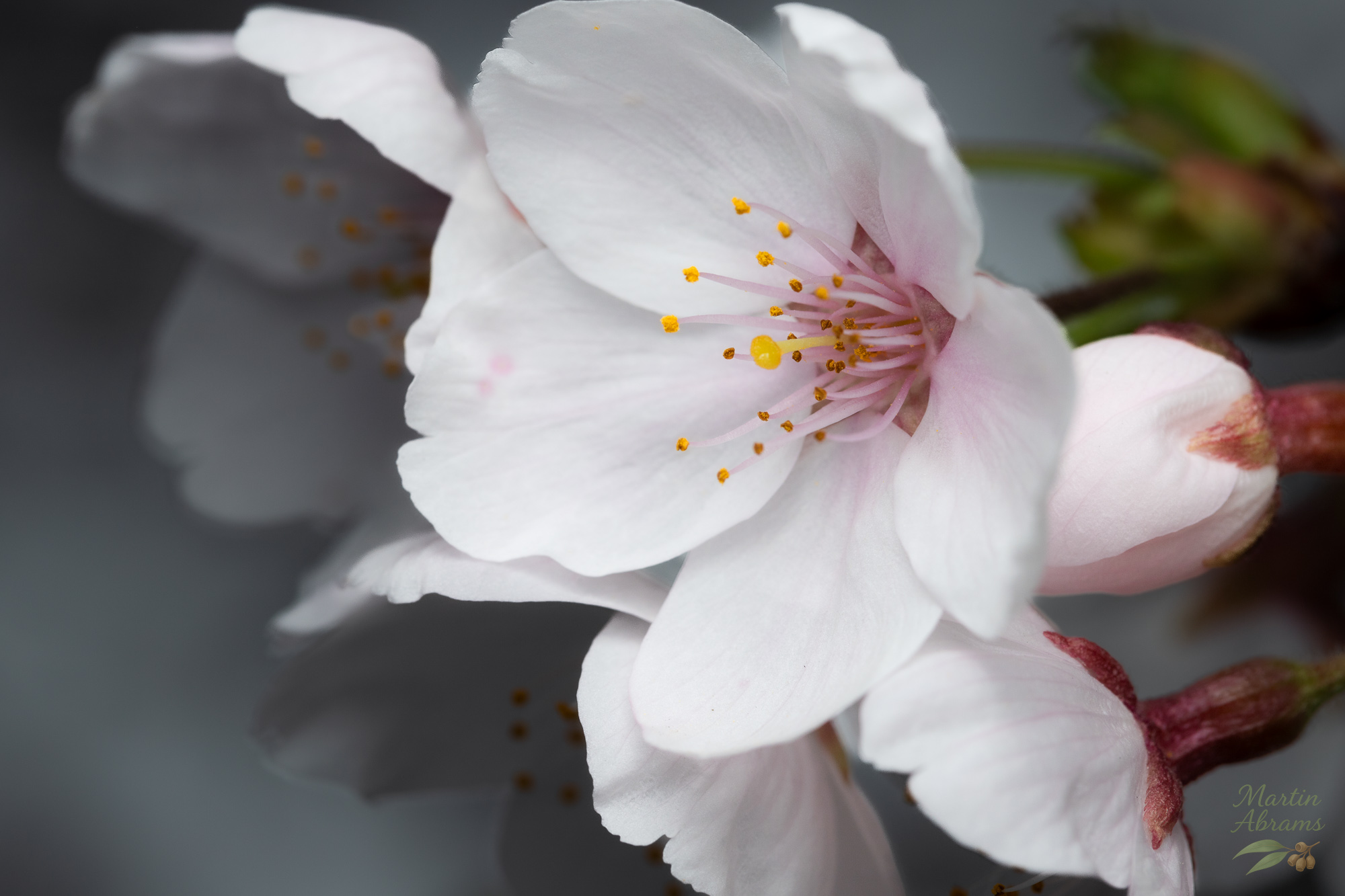 Sakura with big stamen in center