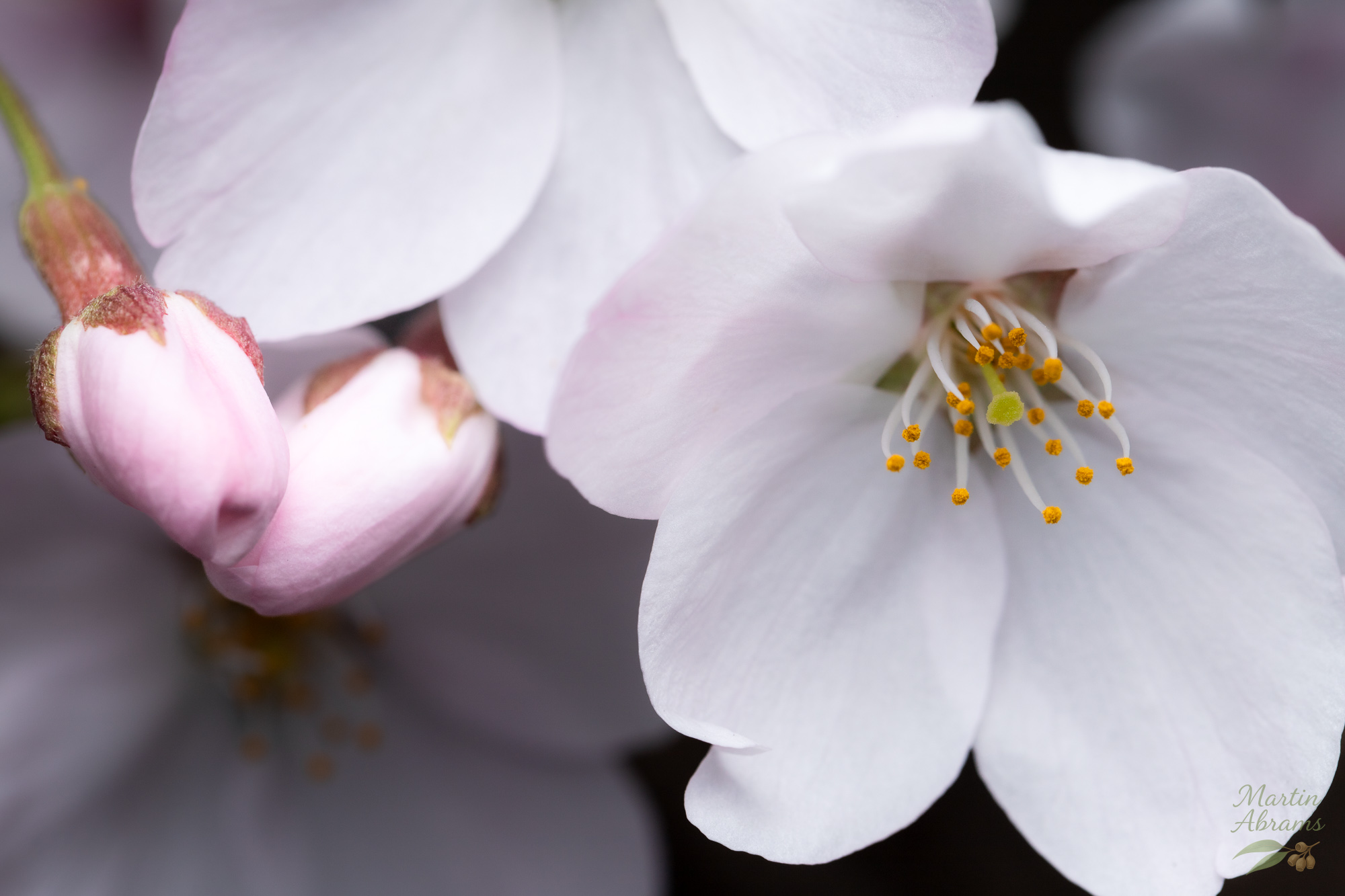 Landscape sakura with two buds