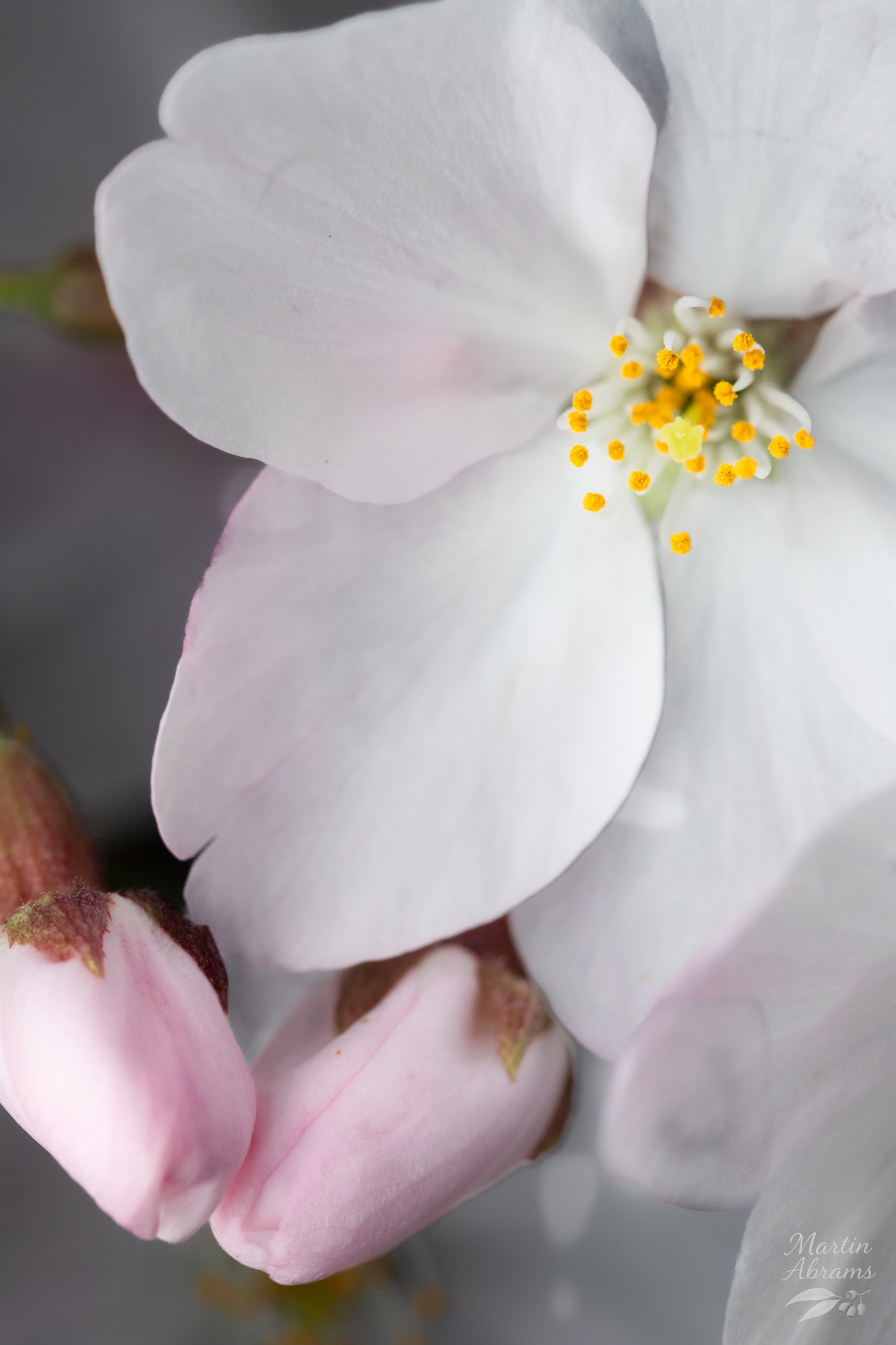 Portrait sakura with two buds