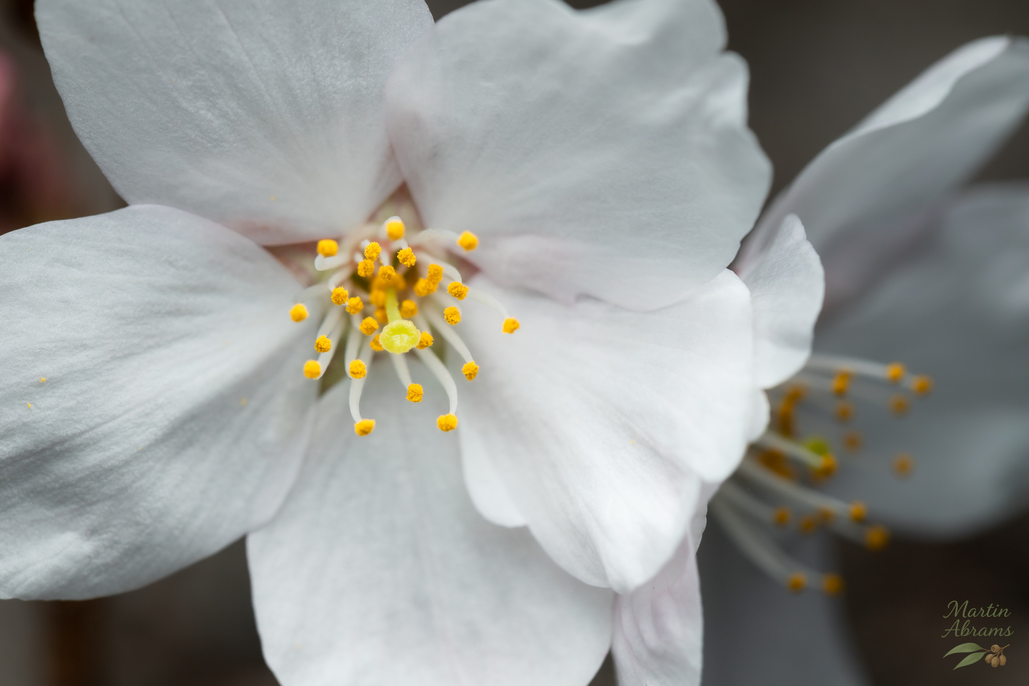 Sakura with big stamen in center and flower to the right
