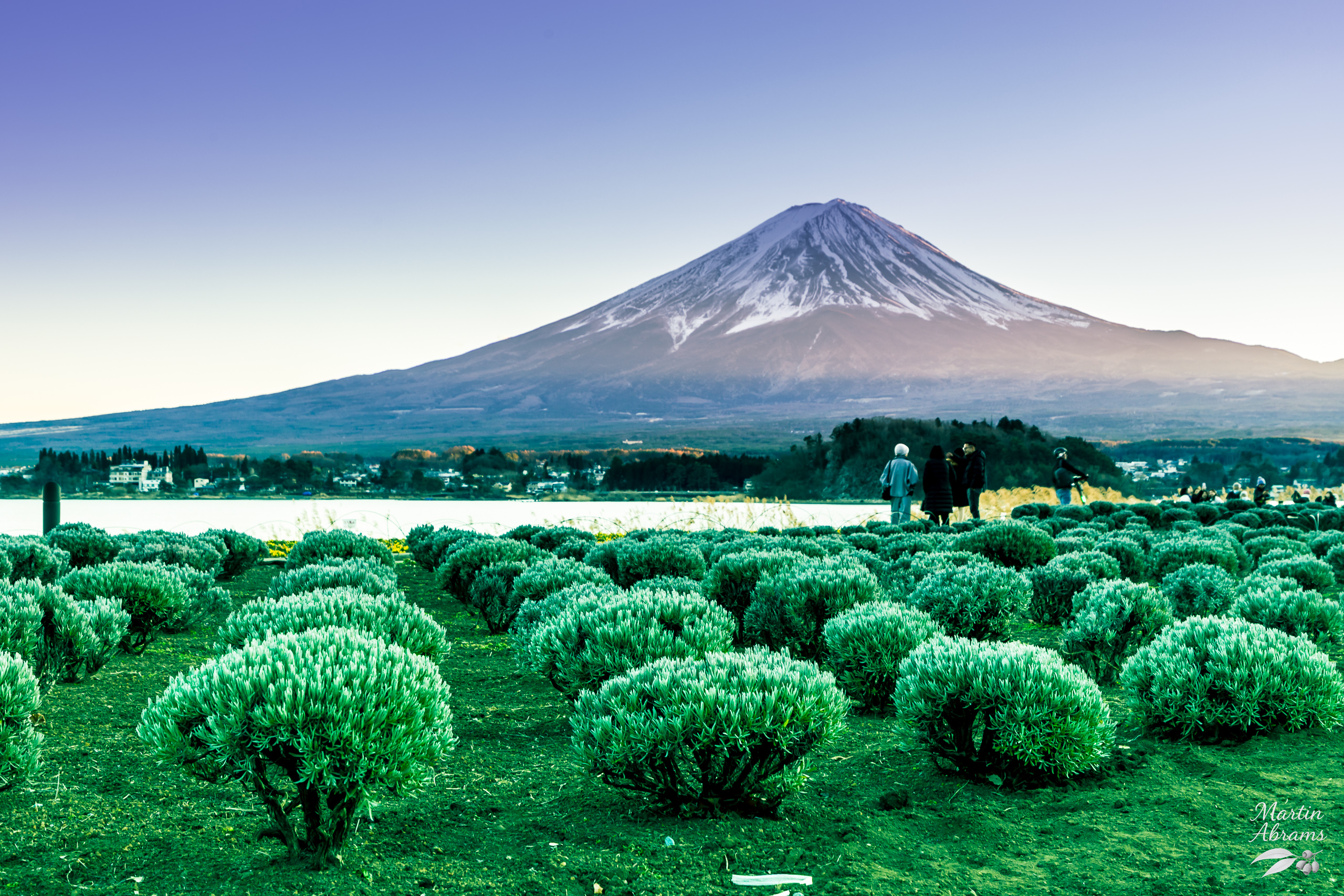 Mountains Fujisan with shrubs in front