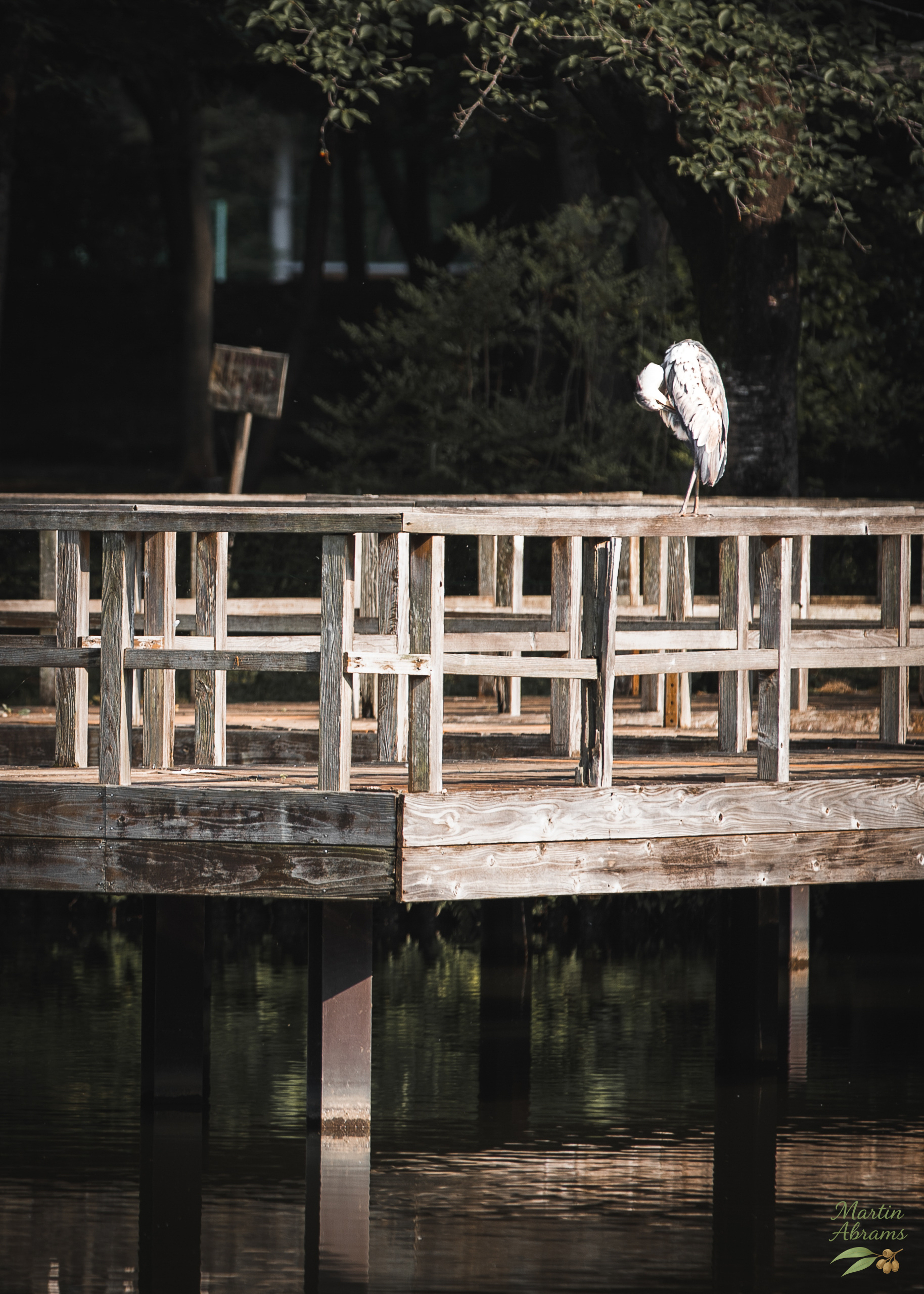 Bird - Crane perched to the right of a fence above the water