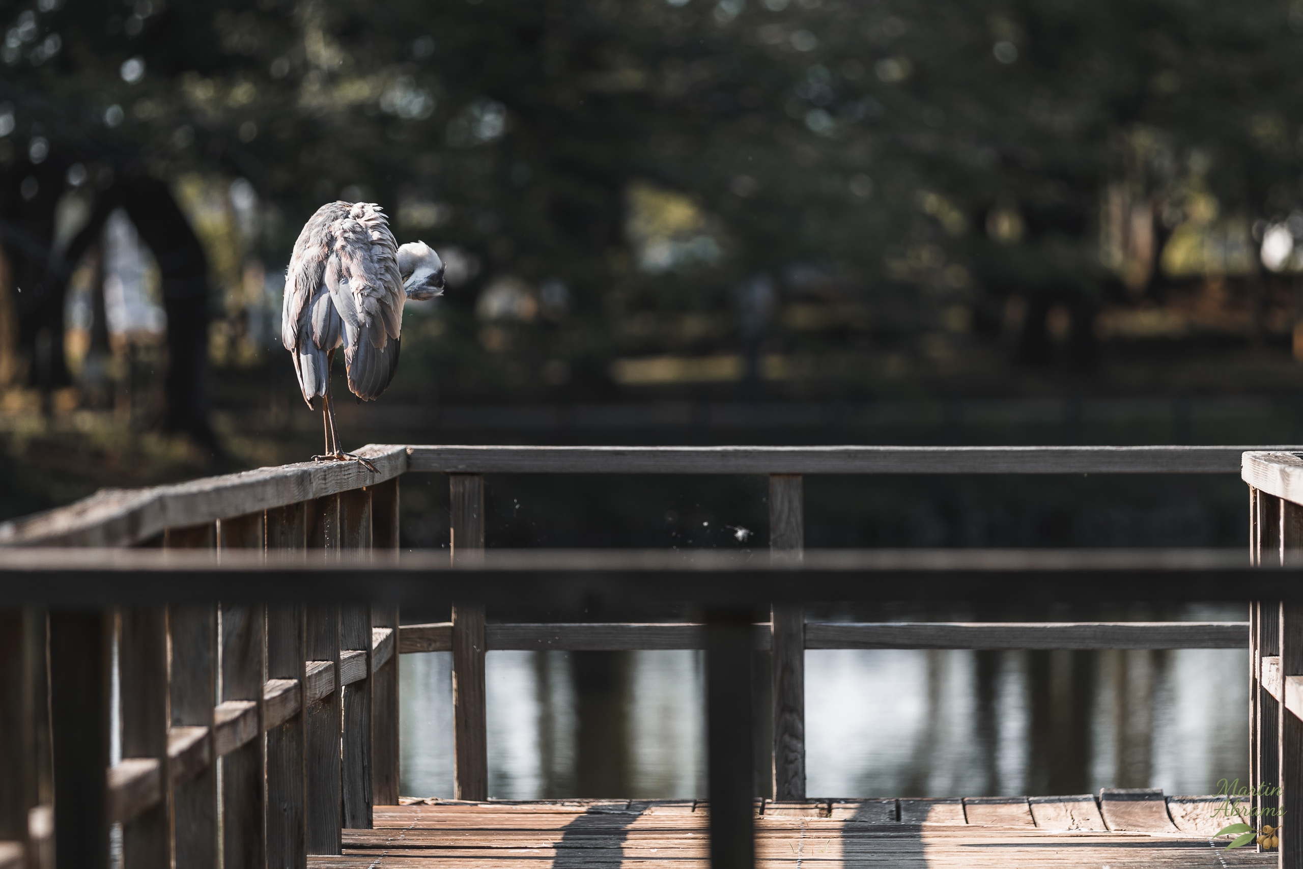 Bird - Crane perched to the left of a fence above the water looking out to the water