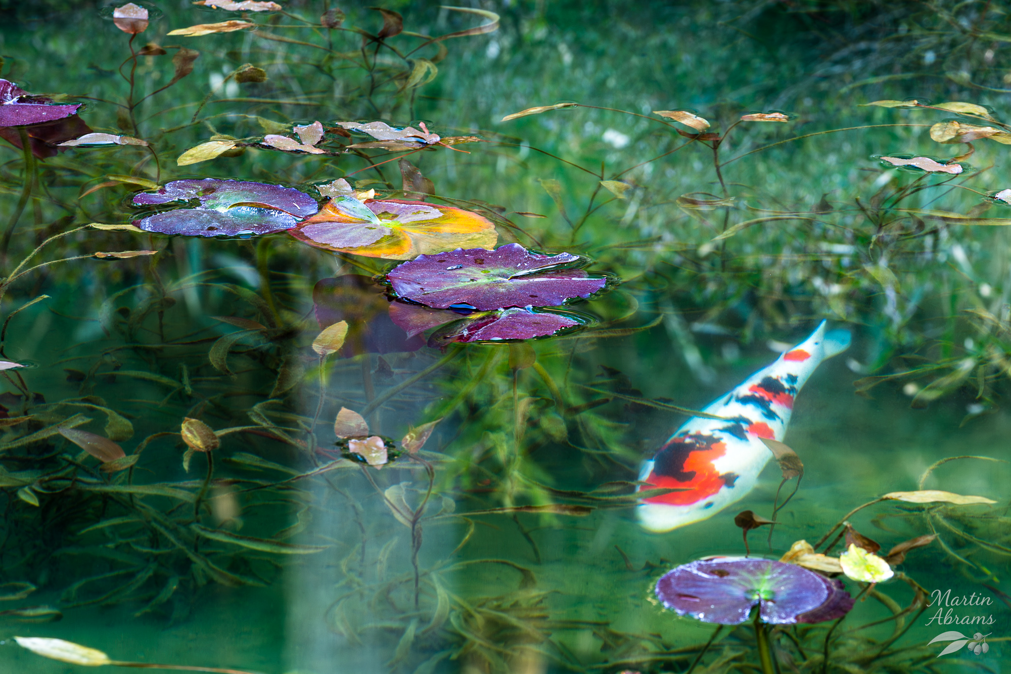 Carp coming in from the right