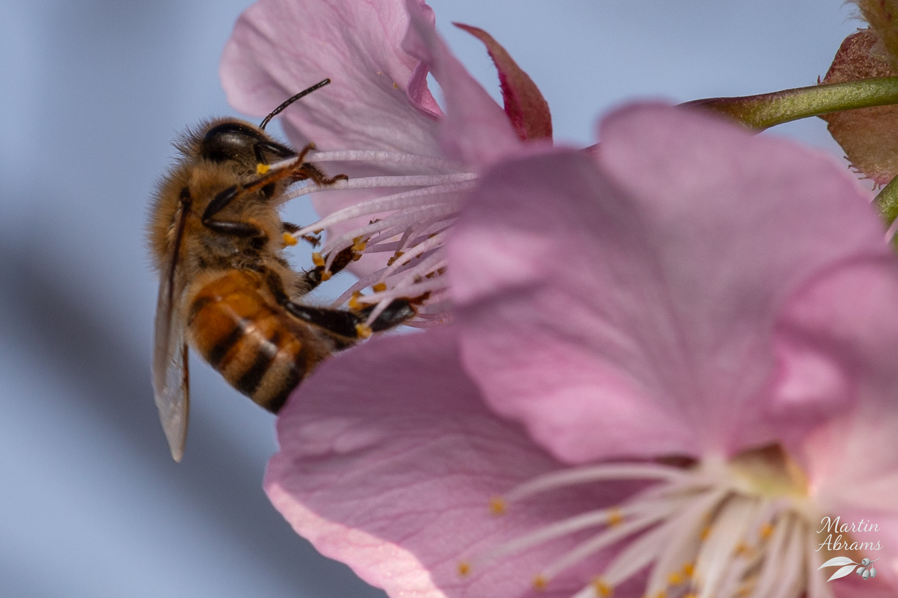 Insects - Bee om Ume near house