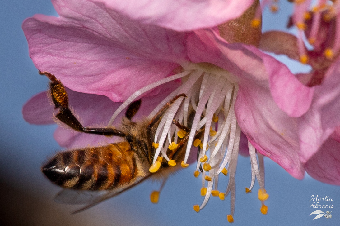 Insects - Bee om Ume near house