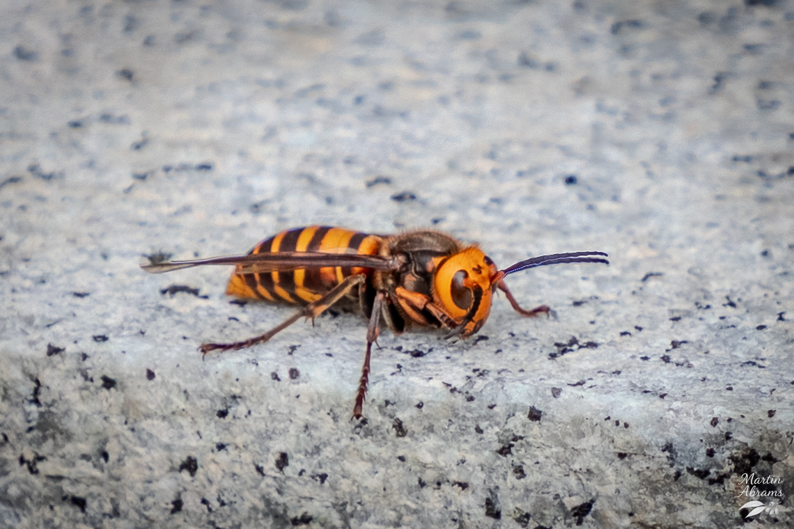 Insects - Hornet