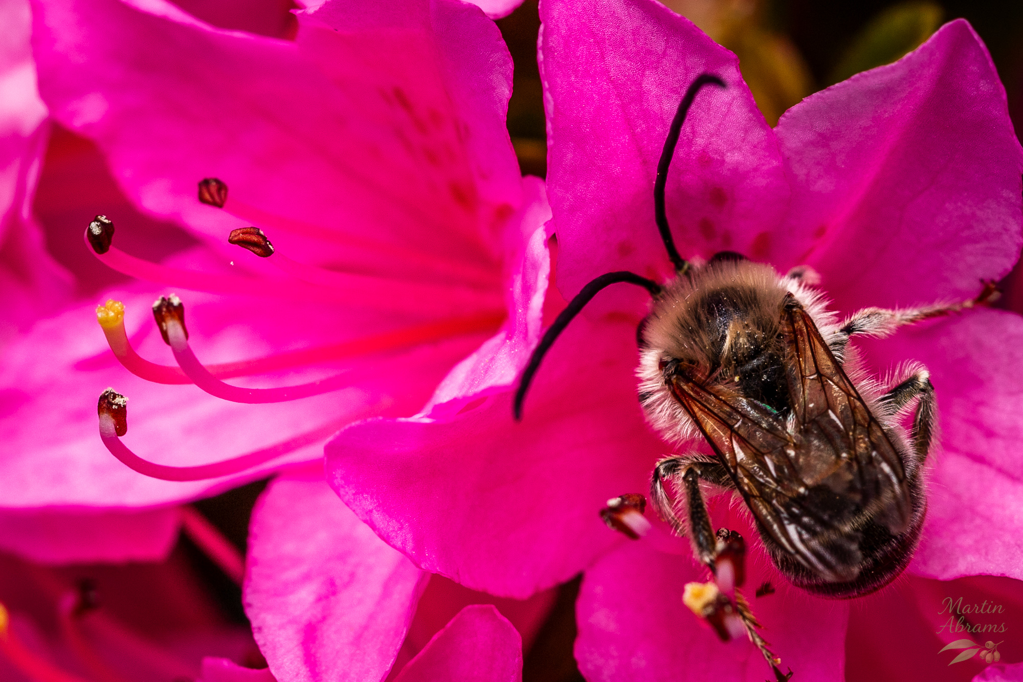 White-banded digger bee chilling out on flowers