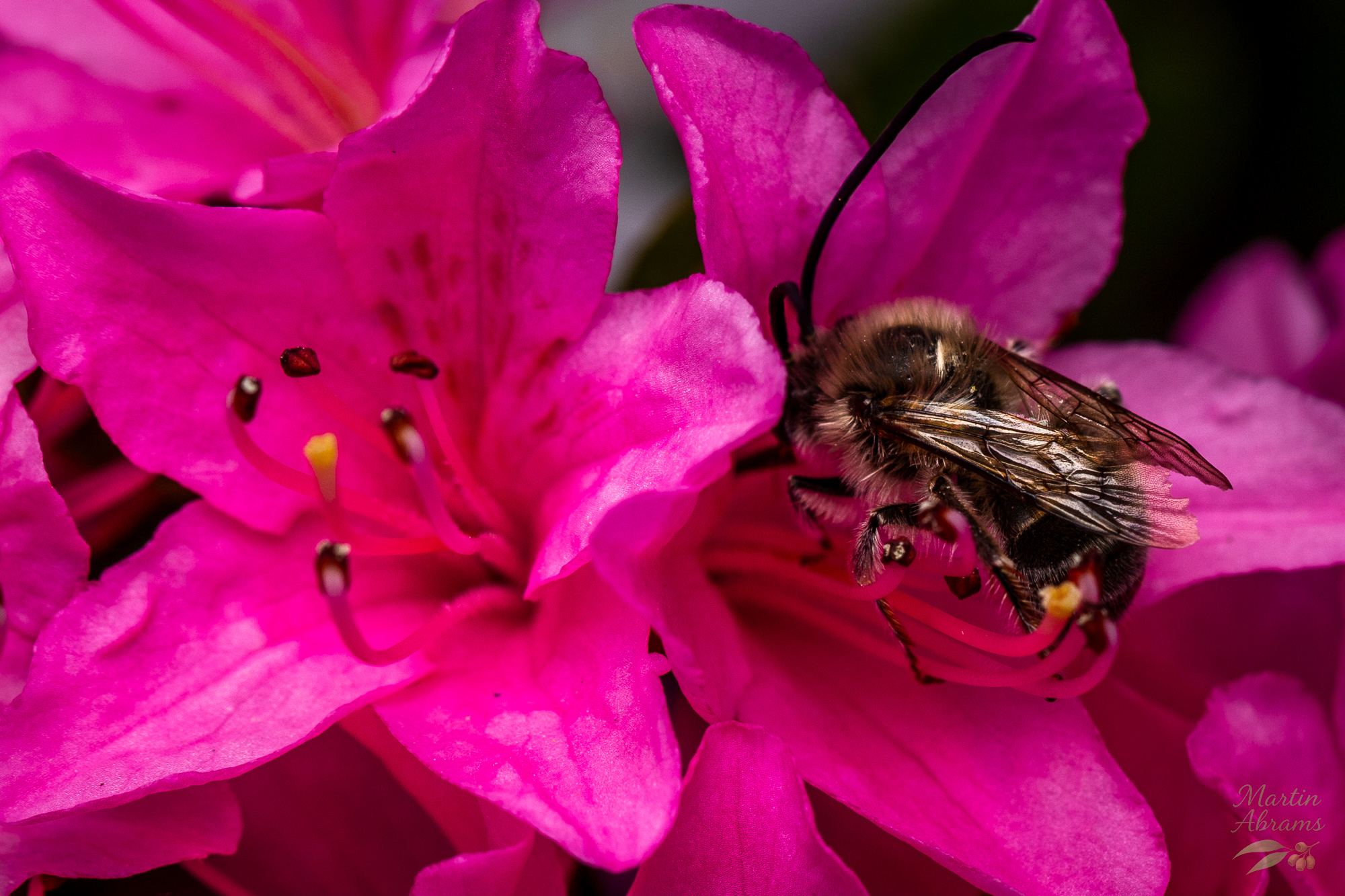 White-banded digger bee chilling out on flowers