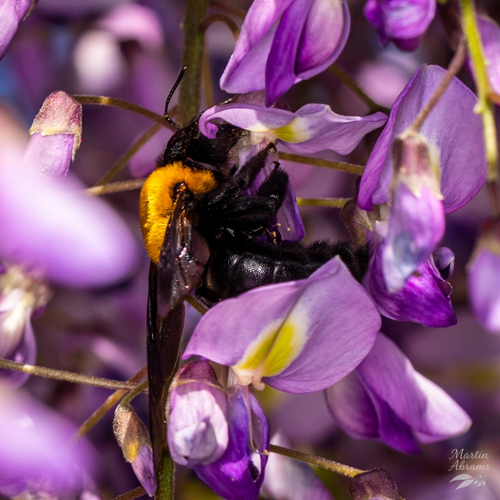 Japanese Carpenter Bee on Fuji flower - they are about 4cm