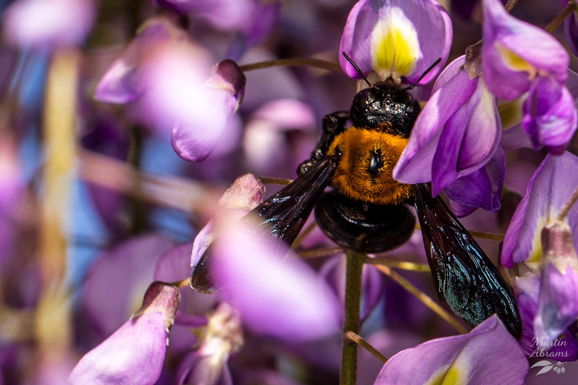 Japanese Carpenter Bee on Fuji flower - they are about 4cm