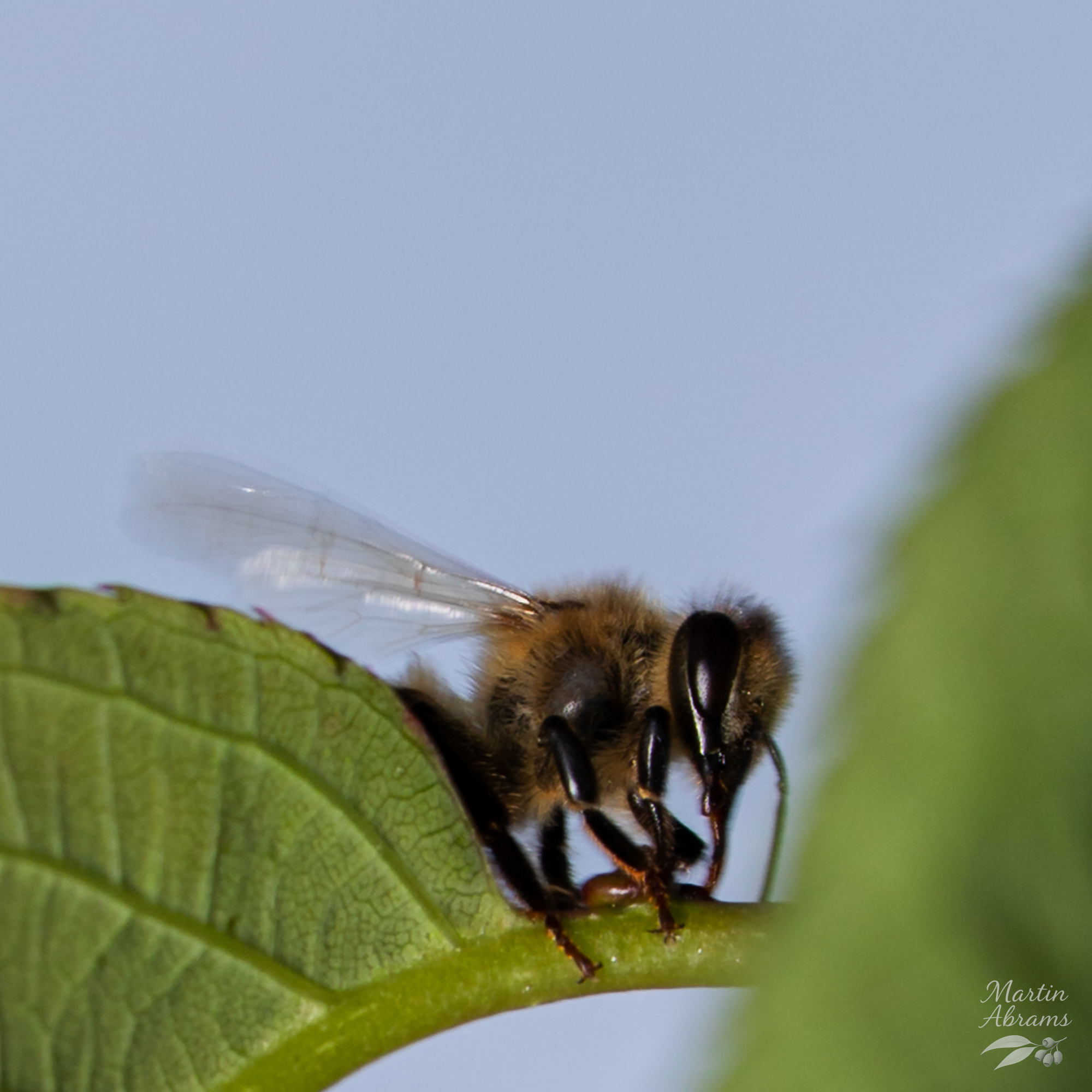 A type of honey bee