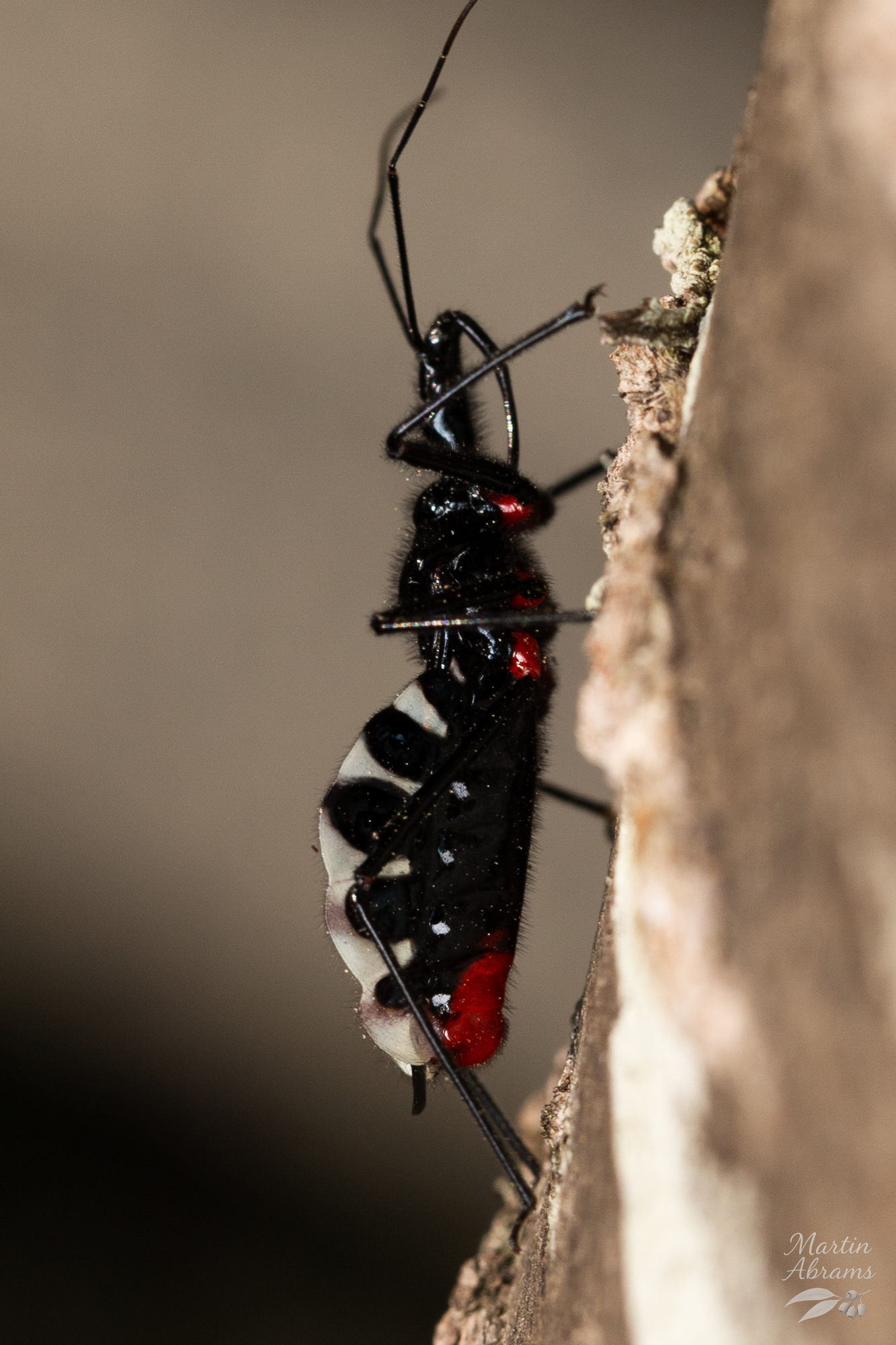 Yokozuna Assassin bug