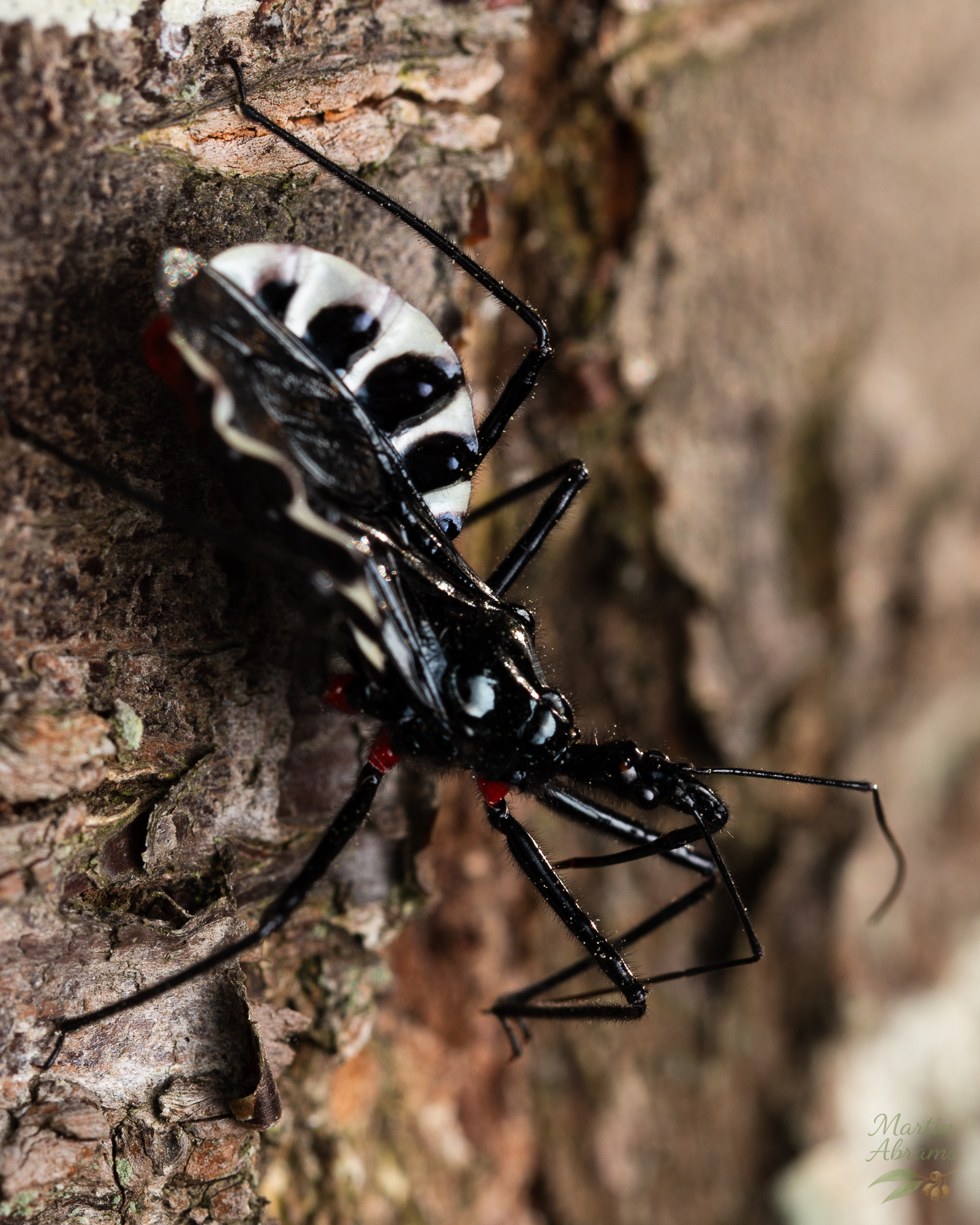 Yokozuna Assassin bug