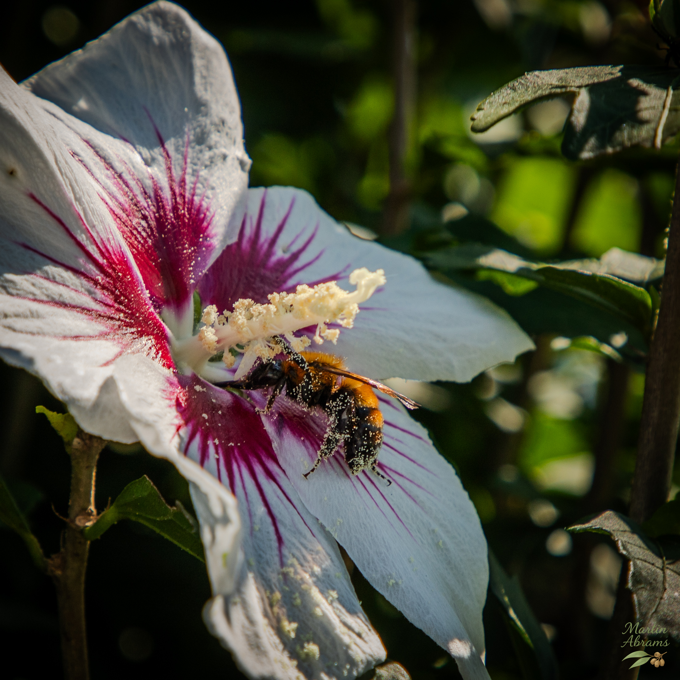Insects - Bee in flower with pollen