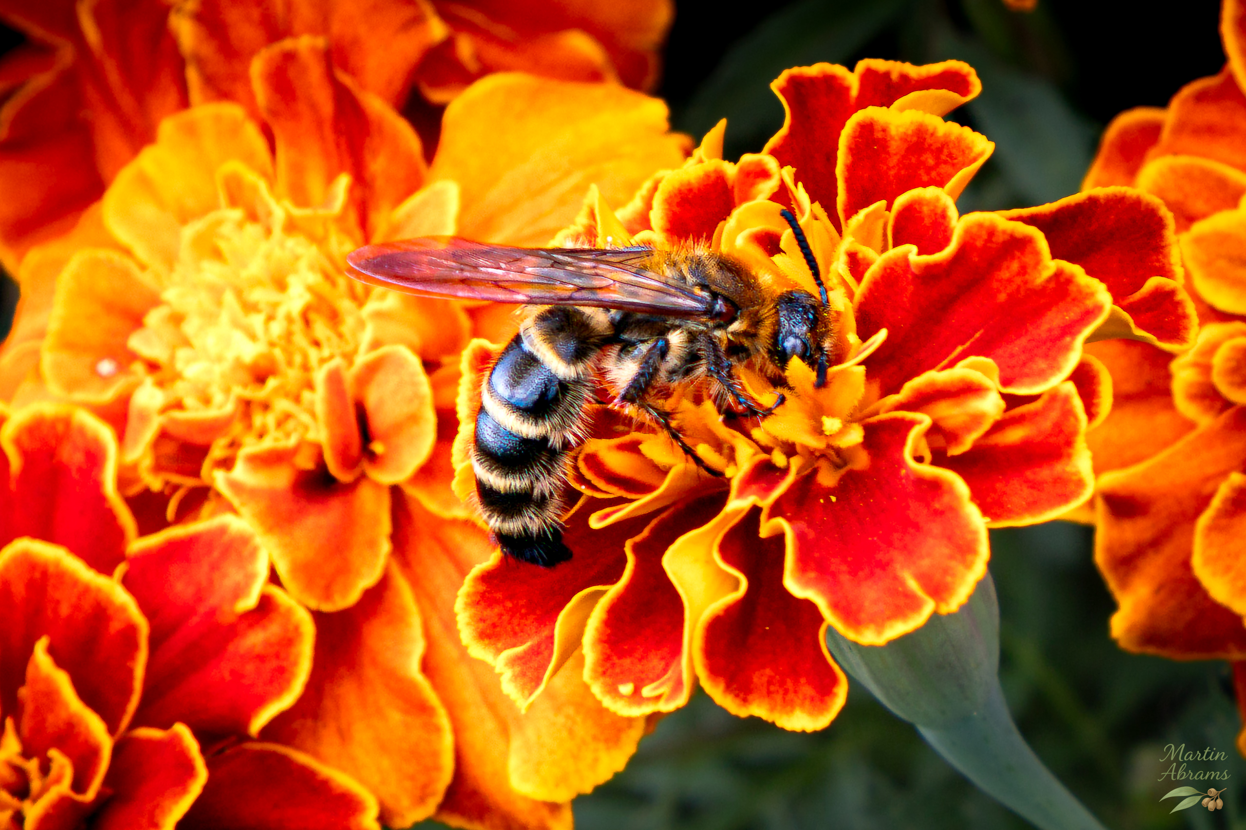 Insects - Bee on flower